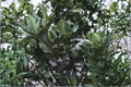 Sweet Bay Laurel Live Plant (Laurus nobilis) – 4–9 Inches Tall