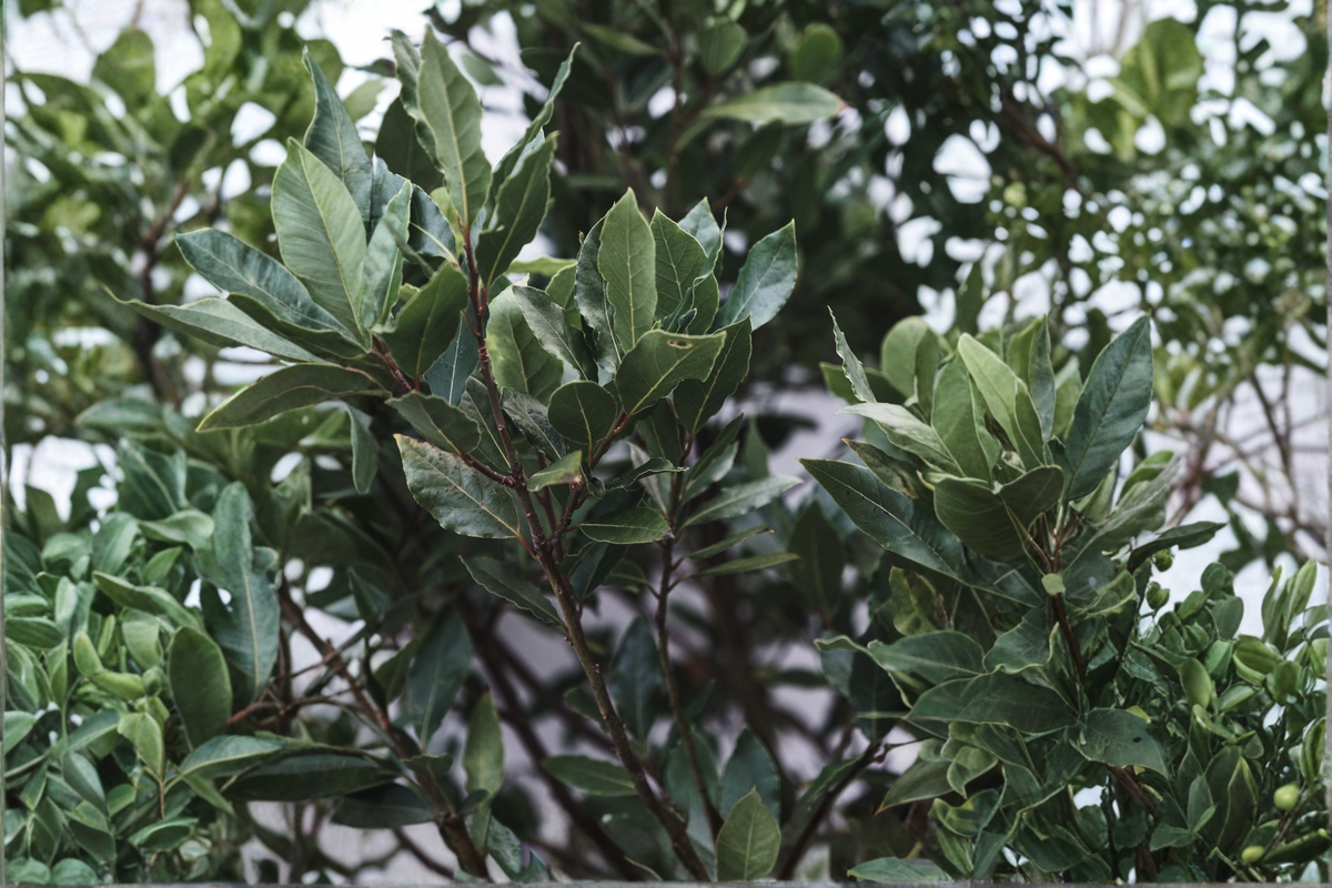 Sweet Bay Laurel Live Plant (Laurus nobilis) – 4–9 Inches Tall