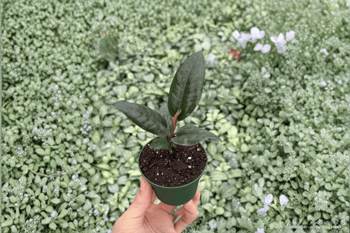 Ficus 'Black Prince' Live Starter Plants – Bare Root (Set of 2)