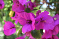 Royal Purple Bougainvillea Live Plant in 3-Inch Pot