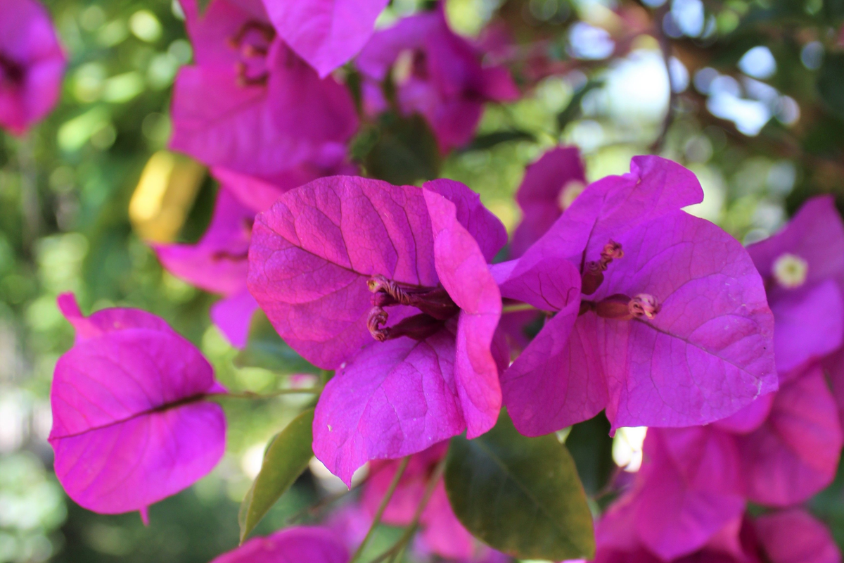 Royal Purple Bougainvillea Live Plant in 3-Inch Pot