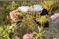 Anne Witch Hazel Live Plant Bare Root 24-Inch - Hamamelis × intermedia ‘Anne’