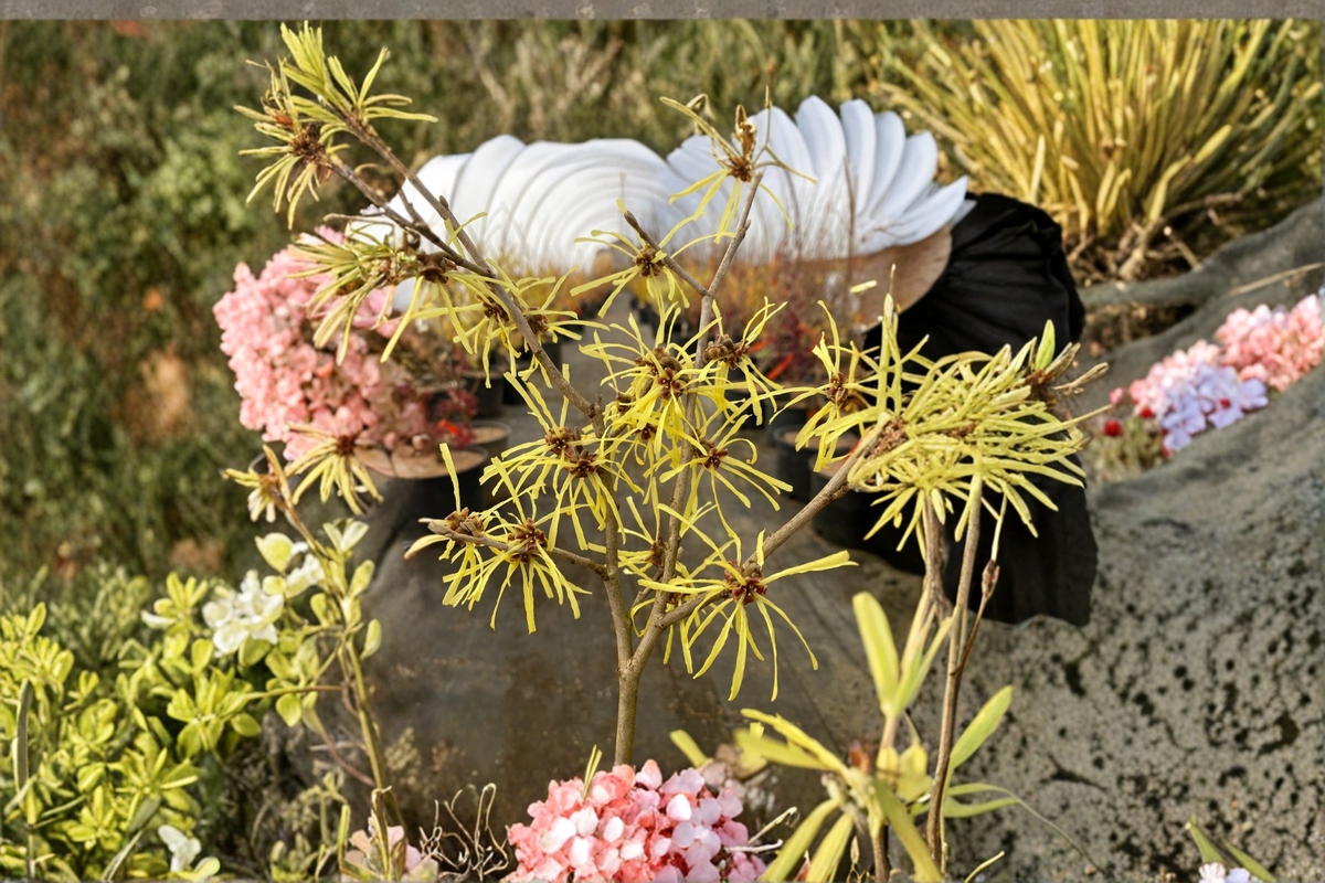 Anne Witch Hazel Live Plant Bare Root 24-Inch - Hamamelis × intermedia ‘Anne’