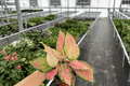 Aglaonema Red Valentine - 2 Live Plants in 4-Inch Pots