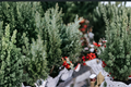 Spartan Juniper Juliperus chinensis 'Spartan' Live Plants - 10 Starter Juniperus
