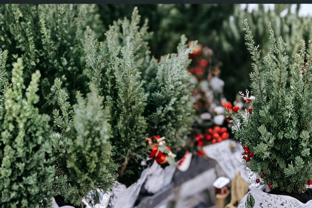 Spartan Juniper Juliperus chinensis 'Spartan' Live Plants - 10 Starter Juniperus