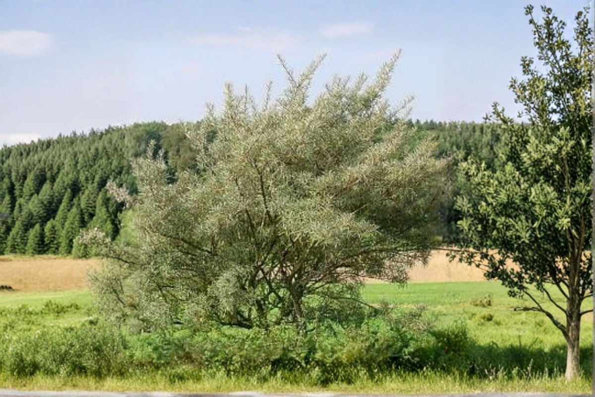 Male Sea Berry (Hippophae rhamnoides) 1 Gal Potted - 3 ft Tall Male Shrub