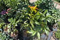 Catalina Avocado Tree grafted live plant - 3 ft tall, 3-gallon pot, no ship to CA