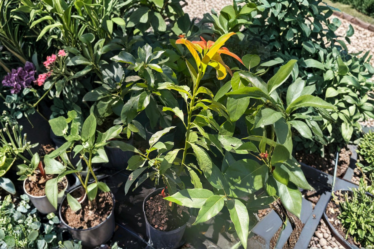 Catalina Avocado Tree grafted live plant - 3 ft tall, 3-gallon pot, no ship to CA