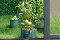 Dwarf Guava Tree Seeds – 10 Seeds, Psidium guajava, Tropical Fruit
