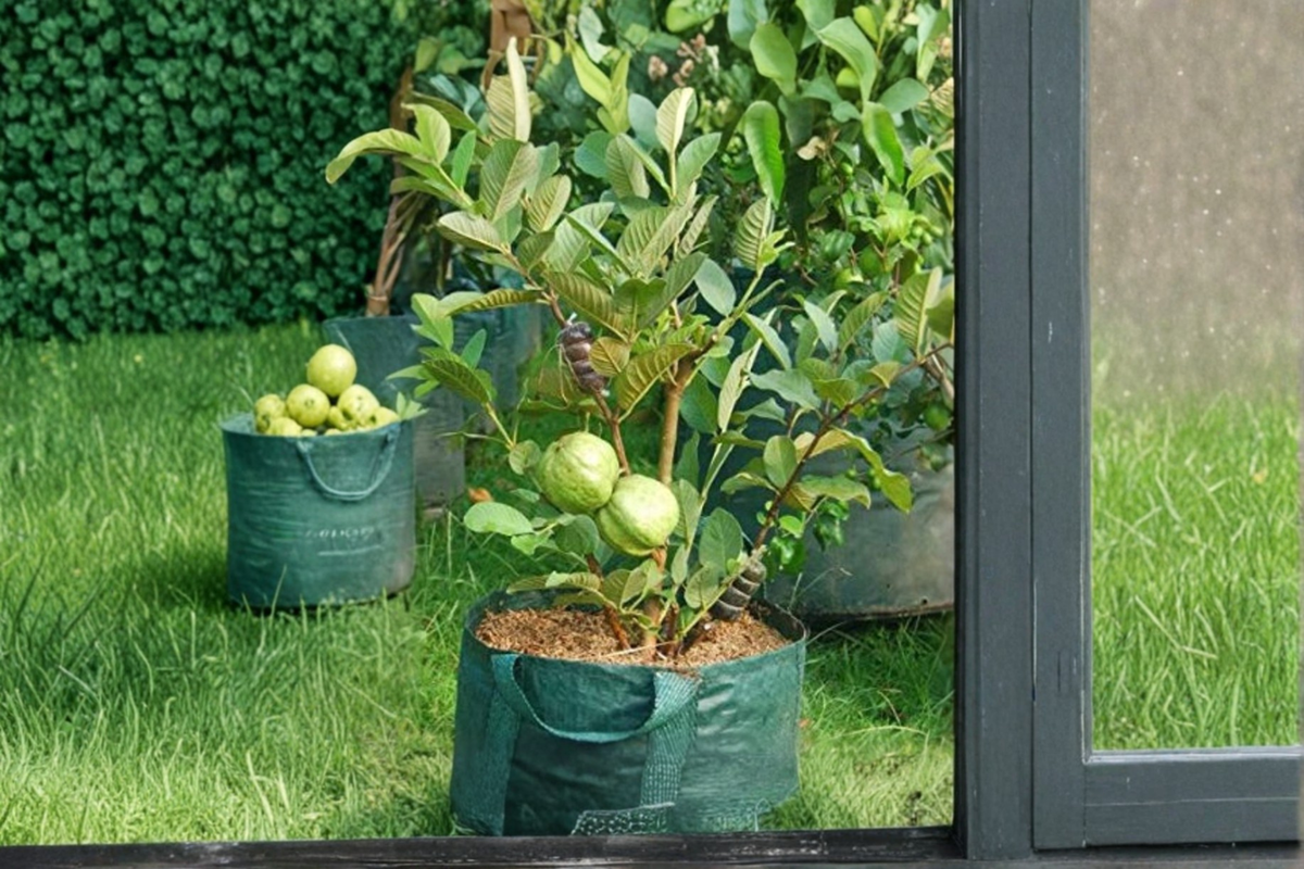 Dwarf Guava Tree Seeds – 10 Seeds, Psidium guajava, Tropical Fruit