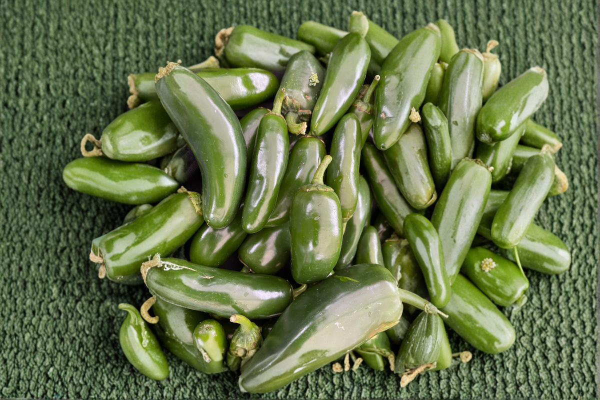 Jalapeño Hybrid Pepper Starter Plants – 3 Live Plants, Garden Ready Capsicum annuum