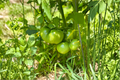Cherokee Purple Tomato Live Plants – Lot of 2, 6–10" Tall