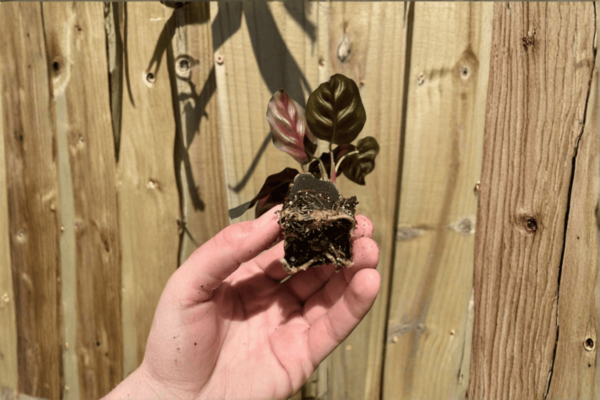 Calathea Makoyana (Peacock Plant) Live Starter Plants – 2 Bare Root