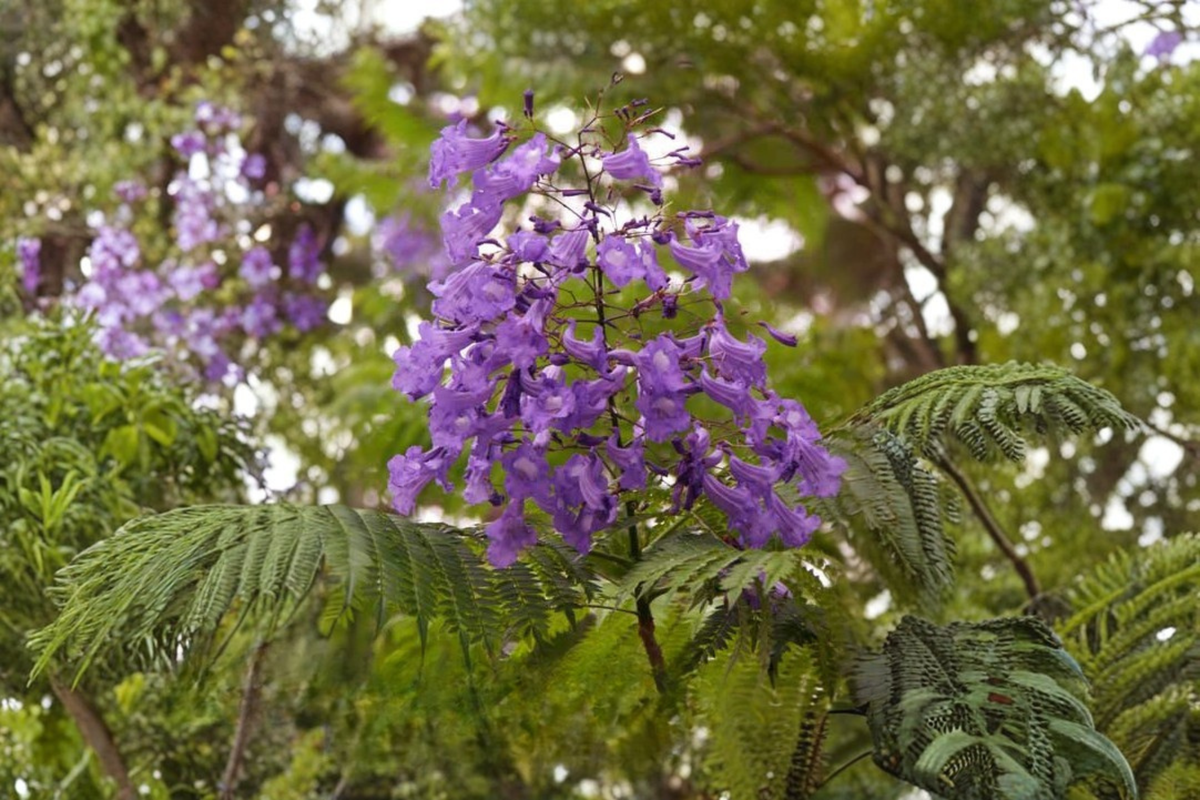 Blue Jacaranda Tree Live Plant - Large Plug, 12" Tall | Jacaranda mimosifolia