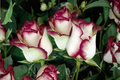 English Monroe Pink Rose Seeds - 30 Seeds, Fragrant Ornamental Rose