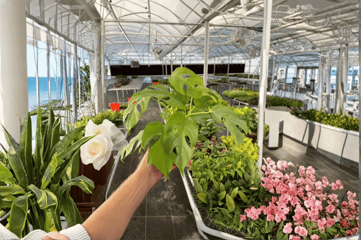 Rhaphidophora tetrasperma Monstera Minima – 2 Live Plants in 4-Inch Pots