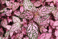 Hypoestes phyllostachya 'Rose Splash' Live Potted Plant - 2.5-Inch Pot
