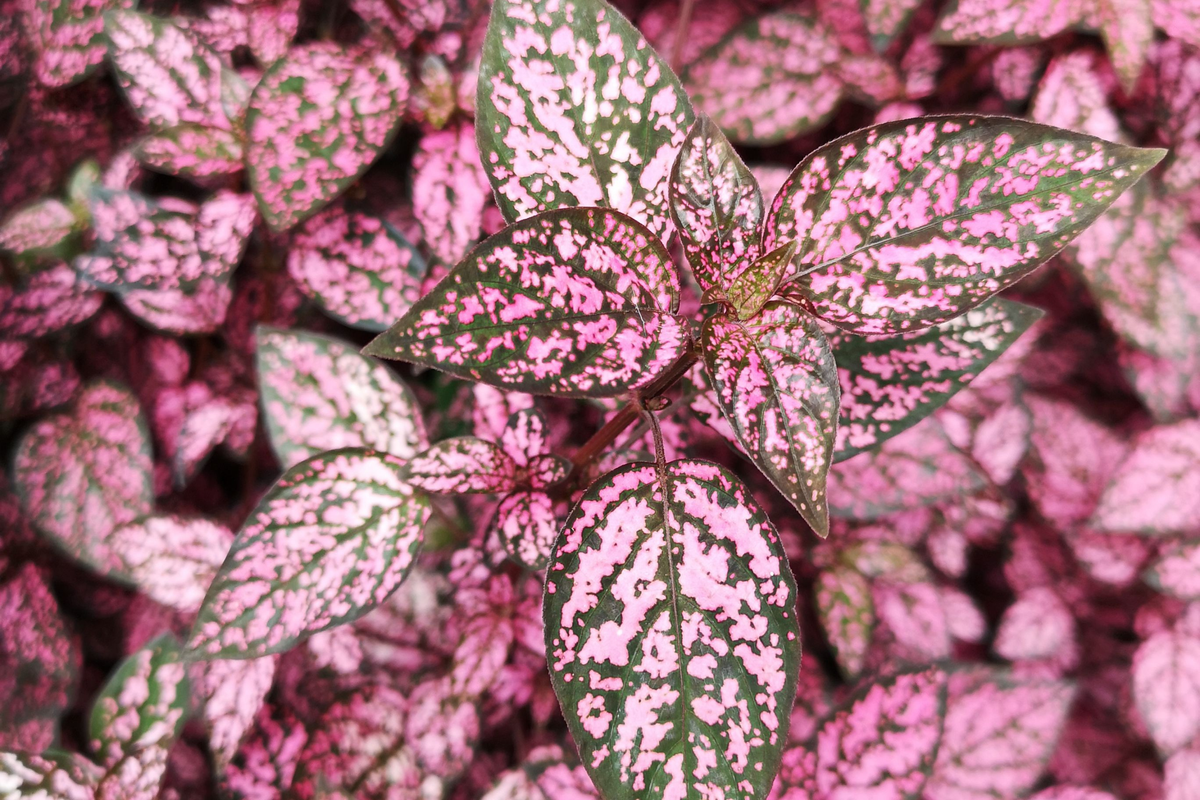 Hypoestes phyllostachya 'Rose Splash' Live Potted Plant - 2.5-Inch Pot