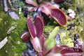Red Piranha Venus Fly Trap - Dionaea muscipula 'Red Piranha' Live Plant in 2-Inch Pot