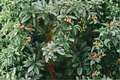 Loquat Live Seedling Bare Root – Eriobotrya japonica, ~6 Inches