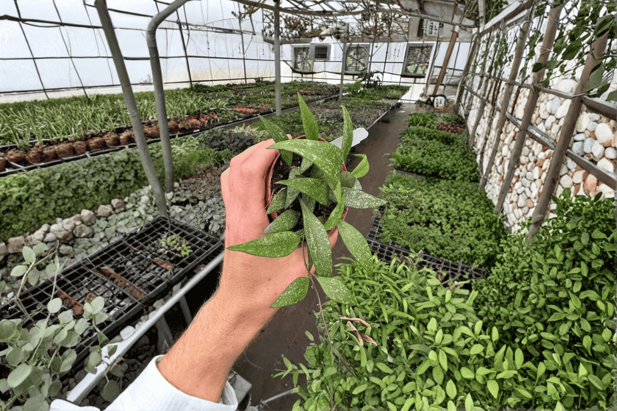 Hoya parviflora Live Plants – 2 in 4-Inch Pots