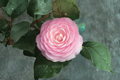 Japanese Camellia Pink Perfection - 3 Gallon Unrooted? Wait: Rooted live shrub Camellia japonica
