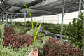 Agapanthus Storm Cloud Starter Plants (2) – Lily of the Nile, Bare Root
