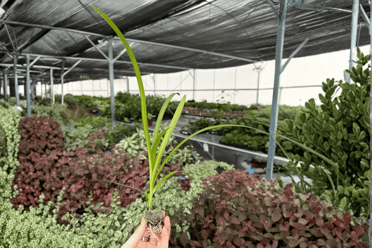 Agapanthus Storm Cloud Starter Plants (2) – Lily of the Nile, Bare Root