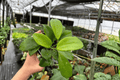 Hoya Quinquenervia - 2 Live Plants in 4-Inch Pots