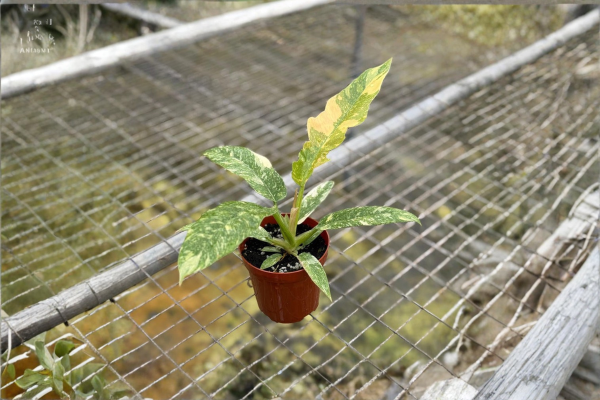 Philodendron Ring of Fire - Variegated Rooted Starter Plant in 4-Inch Pot