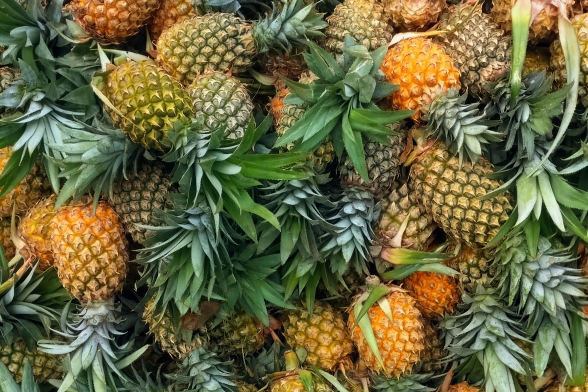 Florida Special Pineapple Live Plant - Ananas comosus in 2-Inch Pot
