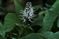 Lavender Cat Whiskers Live Plant in 4-Inch Pot | Orthosiphon aristatus (Java Tea)