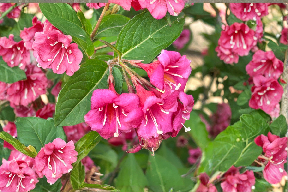 Minuet Weigela Live Plant – Weigela florida 'Minuet' | Approximately 16+ Inches