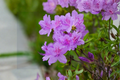 Purple Azalea Live Plant 10-Inch Tall in 4-Inch Pot | Rhododendron spp. Flowering Shrub
