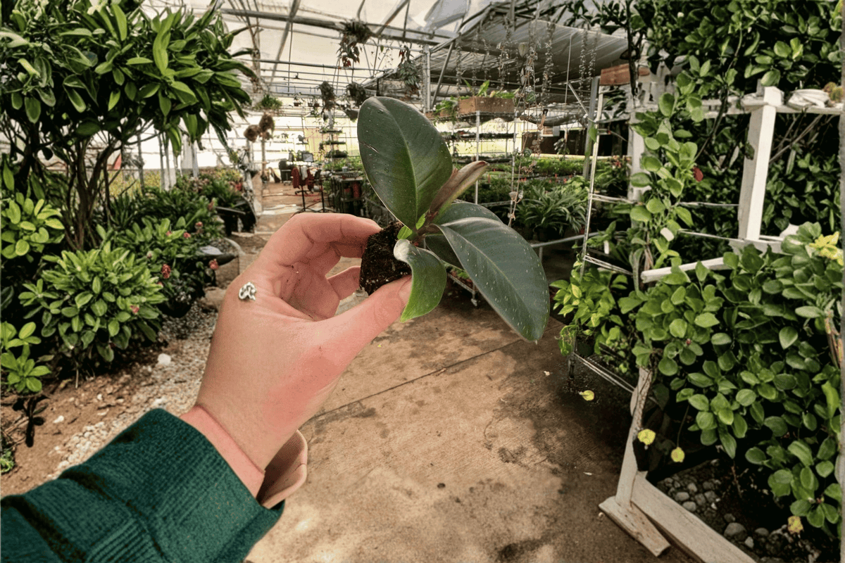 Ficus Sophia Live Starter Plants (2) Bare Root – Indoor Tropical Houseplants