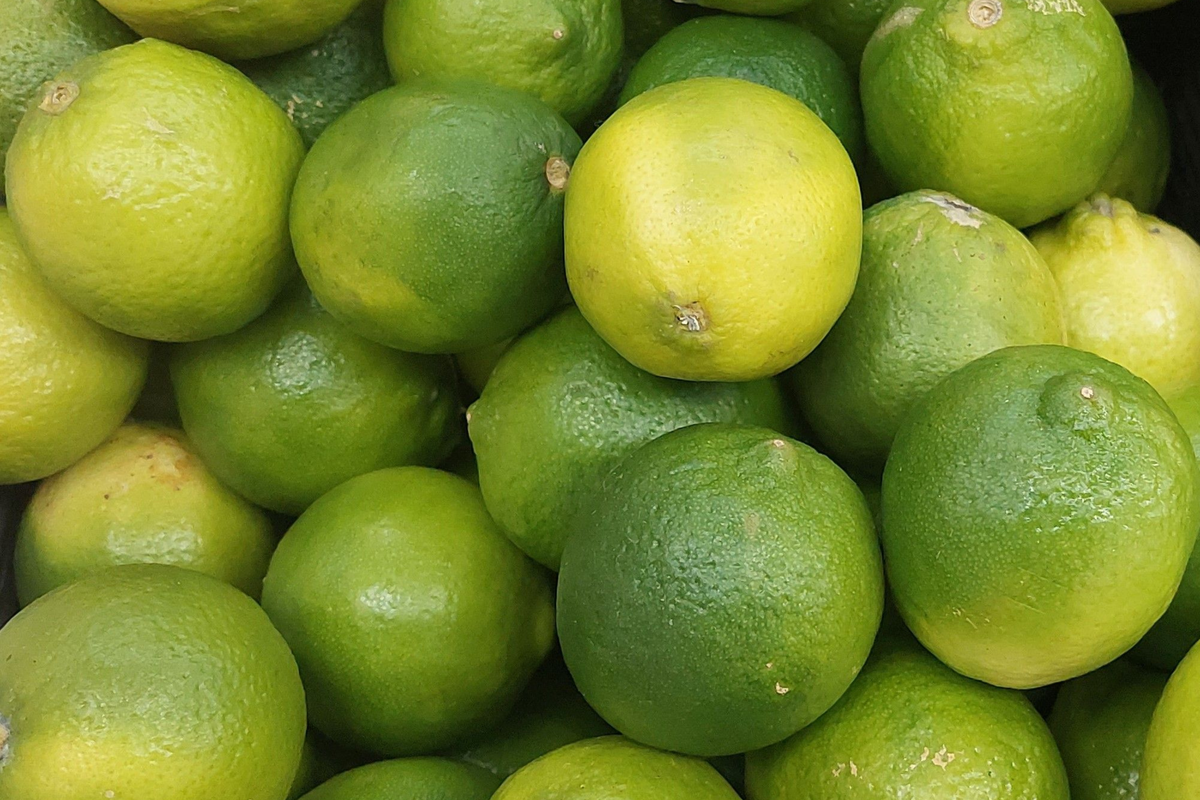 Mexican Key Lime Tree Live Sapling (Citrus aurantiifolia) – 3–4 inches, Starter Plant