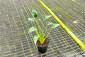 Alocasia Tiny Dancer Rooted Starter Plant - 4" Pot, Indoor Tropical Houseplant
