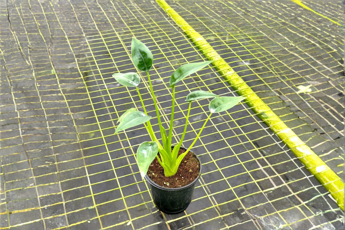 Alocasia Tiny Dancer Rooted Starter Plant - 4" Pot, Indoor Tropical Houseplant
