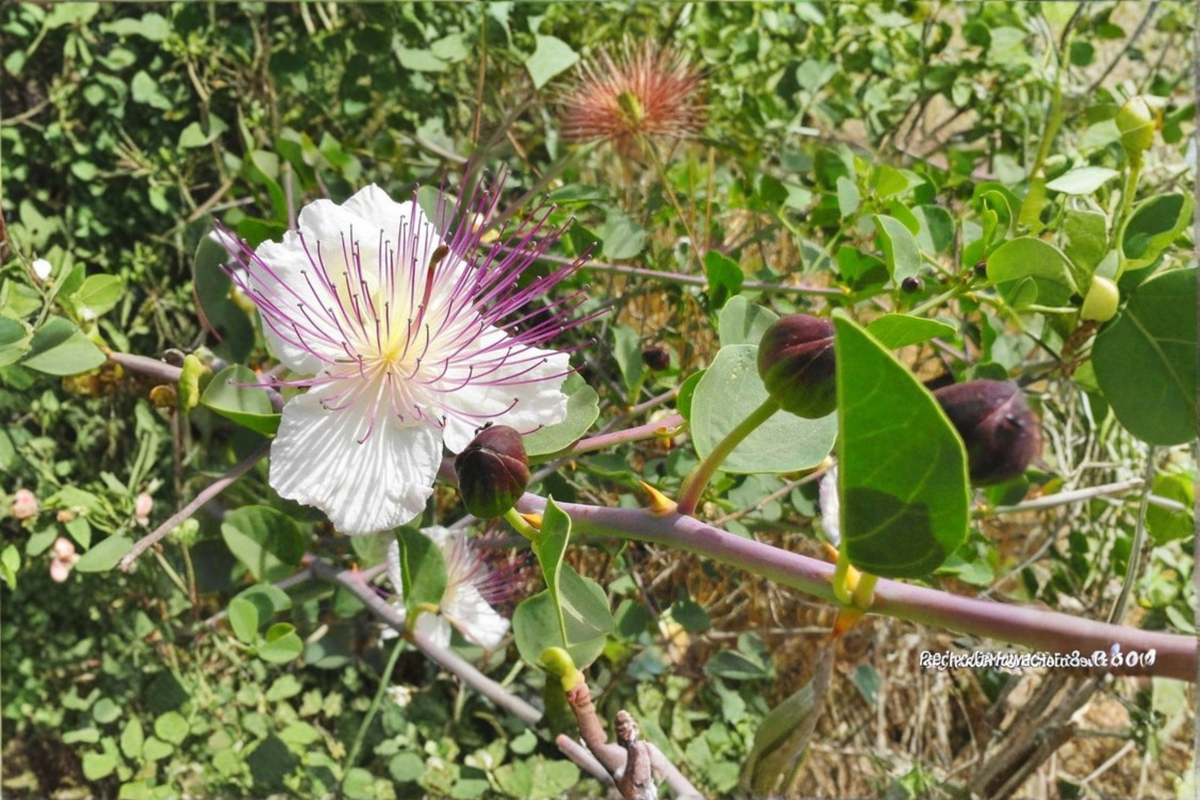 Spineless Caper Plant 1 Gallon Pot | Capparis spinosa Live Perennial Shrub