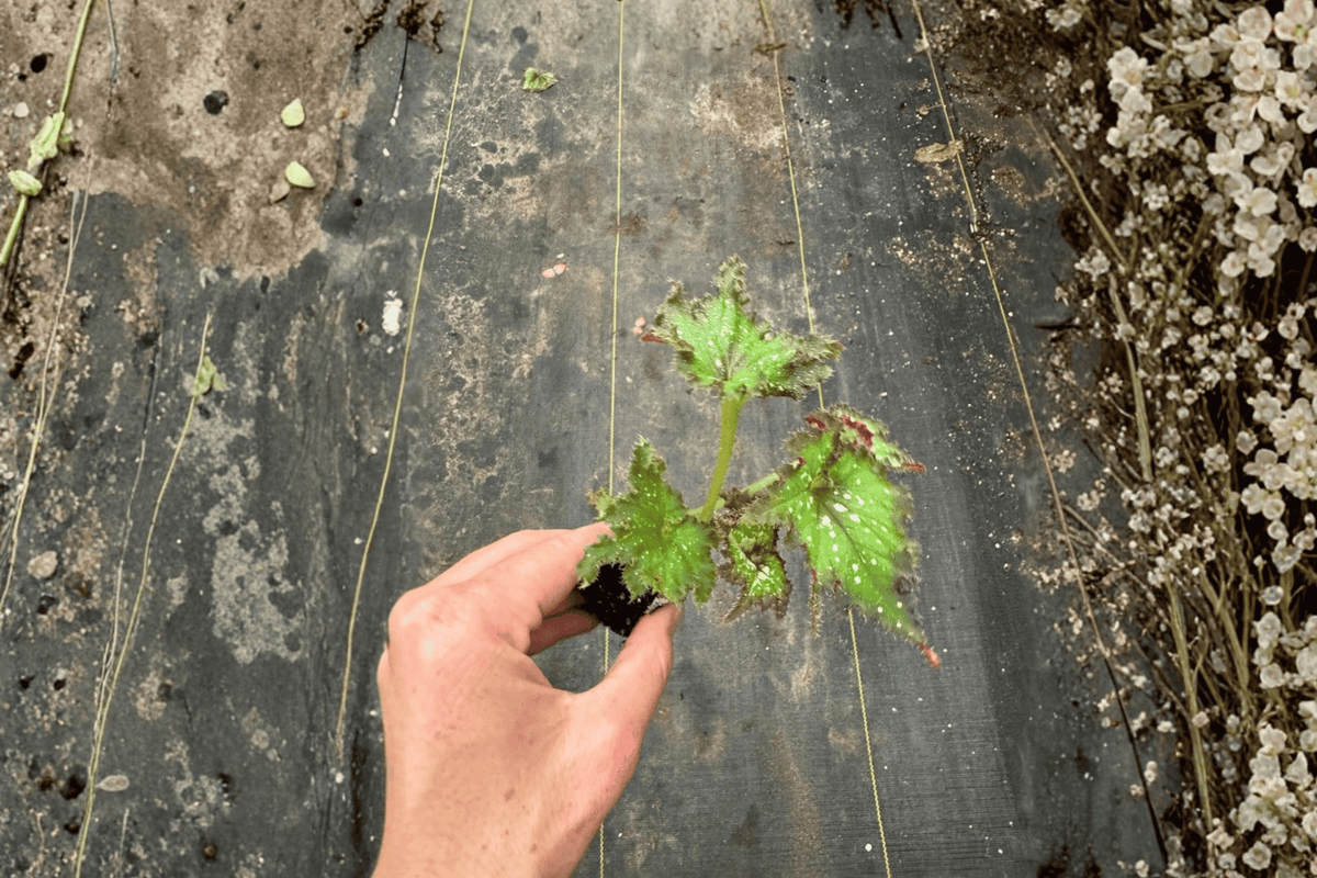 Harmony's Star Dragon Begonia (Begonia 'Harmony's Star Dragon') Starter Plants - 2 Bare Root