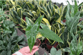 Alocasia Tigrina Superba Starter Plants - 2-Pack (2-Inch Pots) Live