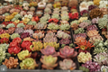 12 Echeveria Live Rooted Succulent Plants – Assorted Variety Pack