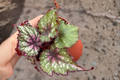 Begonia Winter Ember Rex Begonia Live Plant in 4-Inch Pot