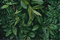 Bay Laurel Live Starter Plant Laurus nobilis | Evergreen Herb