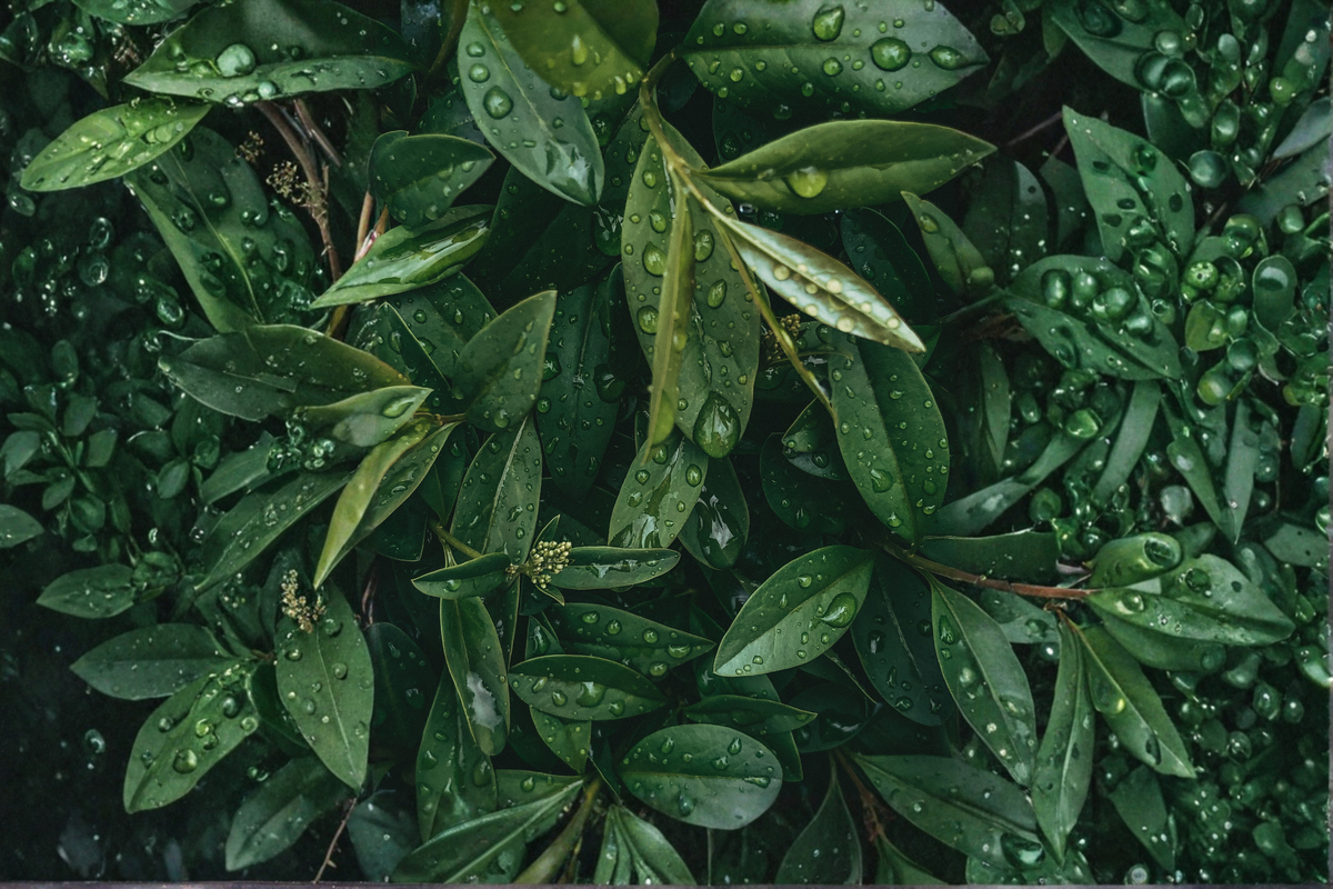 Bay Laurel Live Starter Plant Laurus nobilis | Evergreen Herb