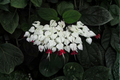White Bleeding Heart Lamprocapnos spectabilis 'Alba' Live Plant