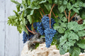 Dwarf Black Grape Seeds - 30 Seeds, Climbing Fruit Vine for Containers & Outdoor Growing