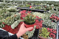 Hoya bilobata Live Plants - 2 Pack in 4-Inch Pots