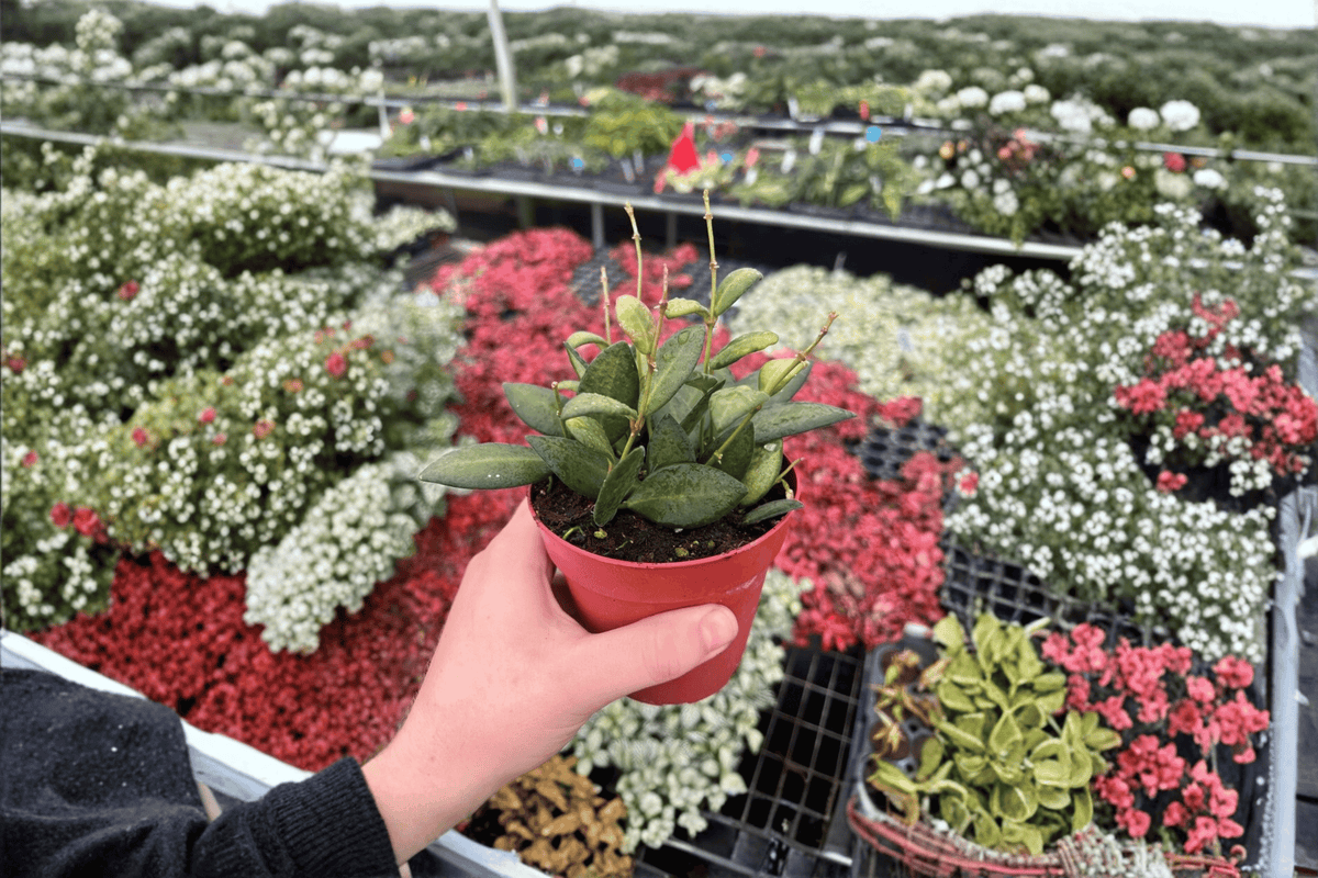 Hoya bilobata Live Plants - 2 Pack in 4-Inch Pots